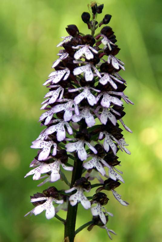 Unser Orchideenpark Bild Nr.055